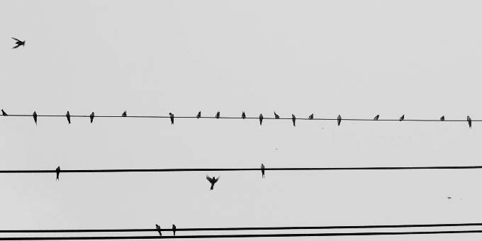 Cumulatief voorbeeld vogels Cumulatief voorbeeld vogels